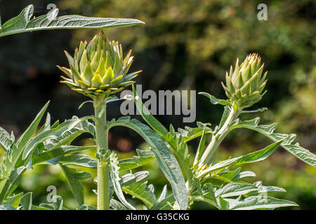 Artischocke (Cynara Cardunculus var Scolymus / Cynara Scolymus) Großaufnahme von Blättern und essbare Blütenknospen Stockfoto