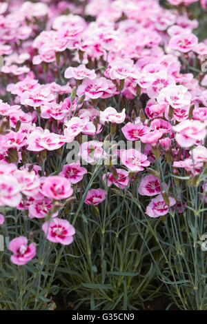 Rosa Dianthus Blumen, Nelken Hintergrund Stockfoto