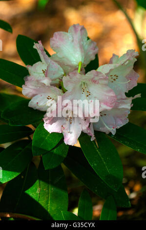 Rhododendron Solidarität Stockfoto