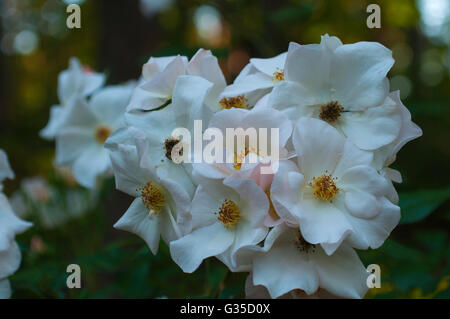 Rosa, SALLY HOLMES, weiße, ledig, Erbstück, Stockfoto