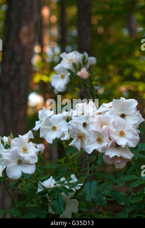 Rosa SALLY HOLMES Stockfoto