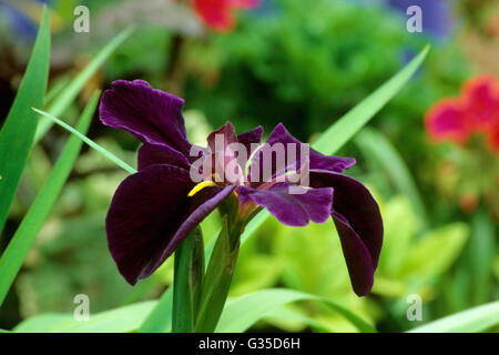 Schwarzen Gamecock Louisiana-Iris Stockfoto