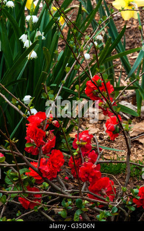 Double Take, Orange Sturm blühende Quitte, Chaenomeles Speciosa "Orange Storm" Stockfoto