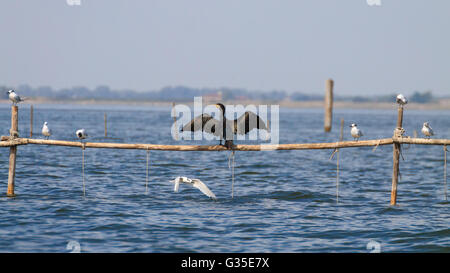 Hautnah auf Palisade Kormoran steht. Vogelbeobachtungen von "Delta del Po", Italien Stockfoto