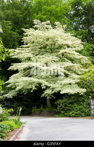 Großen Cornus Controversa 'Variegata' bei Garden House, Devon, UK. Stockfoto