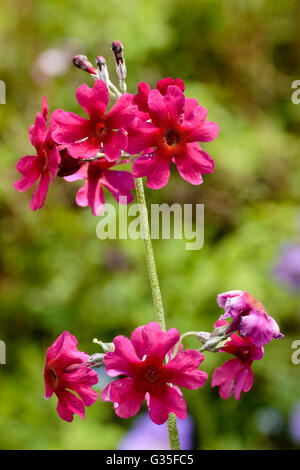 Quirlige Blumen winterhart mehrjährig Kandelaber Primula, Primula Japonica 'Millers Crimson' Stockfoto