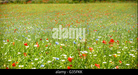 Bunt blühenden Wildblumen auf der idyllischen Wiese im Frühjahr in der Sonne Stockfoto
