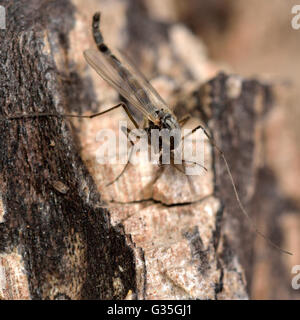 Summer-Mücke (Chironomus Plumosus). Non-beißen Mücke in der Familie Chironomidae, gefiederte Antennen der Männchen zeigen Stockfoto