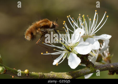 Dunkel umrandete Bee Fly (Bombylius großen) Fütterung im Flug. Biene-Mimik in Familie Bombylidae, mit sehr langen Rüssel nectaring Stockfoto