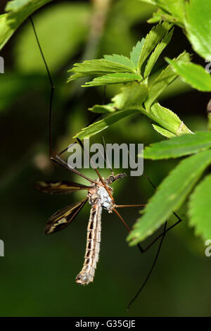 Tipula Vittata Crane Fly Beine zeigen. Schnake in der Familie Tipulidae, lange unschöne Beine zeigen Stockfoto