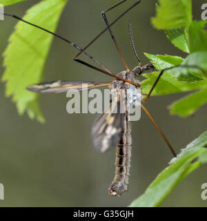 Tipula Vittata Crane Fly. Schnake in der Familie Tipulidae, lange unschöne Beine zeigen Stockfoto