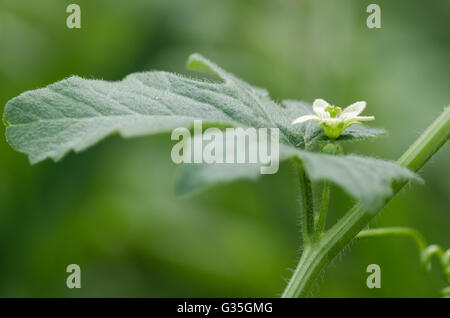 Weiße Zaunrübe (Bryonia Dioica) in Blüte. Eine mehrjährige Kletterpflanze in der Gurke-Familie (Cucurbitaceae) Stockfoto