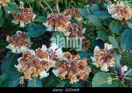 Breitblättrige Rhododendron blüht sehr früh, im März, in Schottland. Frostschäden bis zum April. Stockfoto