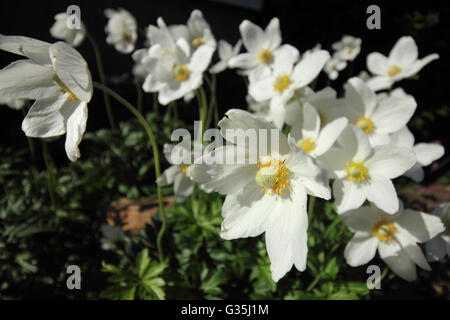 (Anemone Sylvestris) Schneeglöckchen Anemone Blumen in Alberta, Kanada Stockfoto