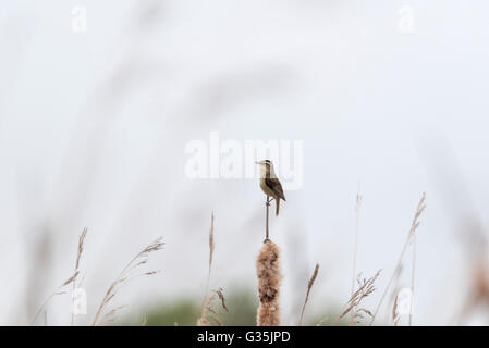 Schilfrohrsänger saß auf einer Stimmzunge die benutzte, war es wie ein Gesang Barsch Stockfoto