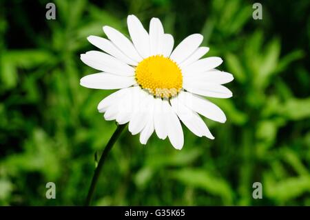 Ochse Auge Daisy Hund Daisy Blume Leucanthmum Vulgare Chrysanthemum vulgare Stockfoto