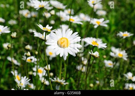 Ochse Auge Hund Gänseblümchen in eine Hecke mit einer Daisy Blume isoliert Leucanthemum Vulgare Chrysanthemum vulgare Stockfoto