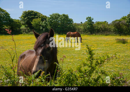 Pferd grast im Bereich der Butterblumen Stockfoto