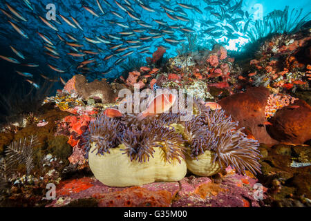 Rosa Anemonenfische in herrlichen Seeanemone, Amphiprion Perideraion, Komodo National Park, Indonesien Stockfoto