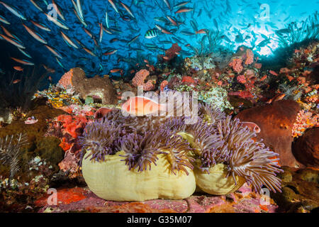 Rosa Anemonenfische in herrlichen Seeanemone, Amphiprion Perideraion, Komodo National Park, Indonesien Stockfoto