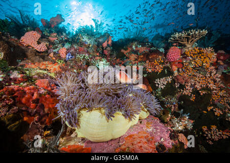 Rosa Anemonenfische in herrlichen Seeanemone, Amphiprion Perideraion, Komodo National Park, Indonesien Stockfoto