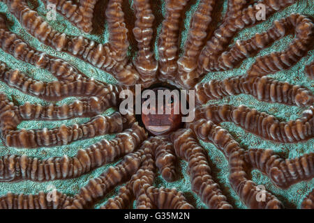 Bäder Clown Blenny, Ecsenius versaut, Komodo National Park, Indonesien Stockfoto