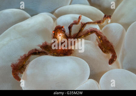 Orang Utan Krabbe in Bubble Coral, Achaeus Japonicus, Komodo National Park, Indonesien Stockfoto