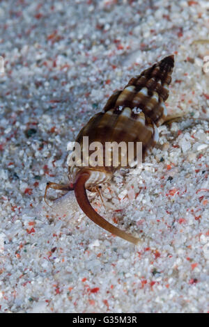 Gehrung Shell, Mitra SP., Komodo National Park, Indonesien Stockfoto