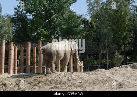 Elefanten in Gefangenschaft im Zoo Kopenhagen. Stockfoto