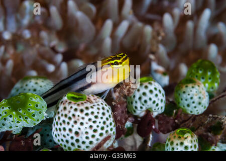 Bäder Clown Blenny, Ecsenius versaut, Komodo National Park, Indonesien Stockfoto