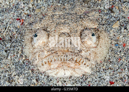 Whitemargin Stargazer, Uranoscopus Sulphureus, Komodo National Park, Indonesien Stockfoto