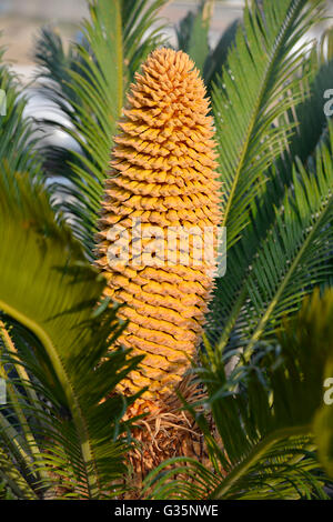 Nahaufnahme des Kegels von Cycas revoluta Stockfoto