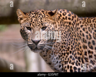 Porträt von Sri Lanka Leoparden (Panthera Pardus Kotiya) Ansicht von vorne Stockfoto