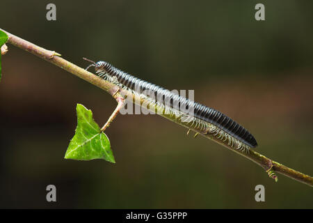 White-Legged Snake Millipede oder Black Millipede Tachypodoiulus niger Stockfoto