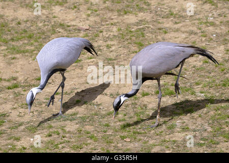 Zwei Demoiselle Kräne (Anthropoides Virgo) zu Fuß Stockfoto