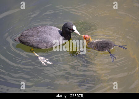 Closeup eurasischen Blässhuhn (Fulica Atra) Fütterung der Küken auf dem Wasser Stockfoto