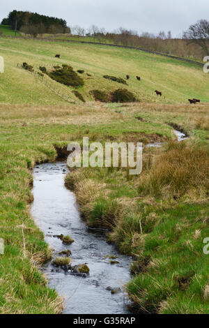 Wooplaw, Scottish Borders in der Nähe von Galashiels. Wooplaw brennen. Stockfoto