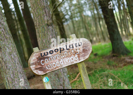 Wooplaw, Scottish Borders in der Nähe von Galashiels. Gemeinschaft Wald. Stockfoto