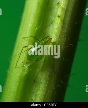 Gemeinsamen Brennnessel Blattlaus Microlophium Carnosum reproduzieren Stockfoto