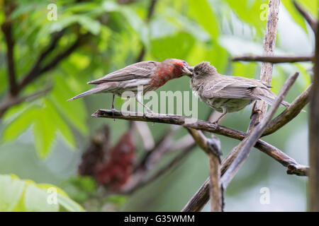 Männliche Haus Fink (Haemorhous Mexicanus) Fütterung Küken im Frühjahr Stockfoto