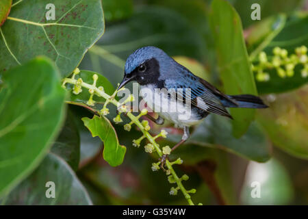 Black-throated blaue Grasmücke, Dendroica Caerulescens, Fütterung während der Migration im Dry-Tortugas-Nationalpark, Florida, USA Stockfoto