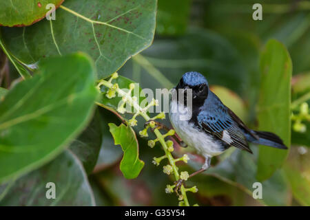 Black-throated blaue Grasmücke, Dendroica Caerulescens, Fütterung während der Migration im Dry-Tortugas-Nationalpark, Florida, USA Stockfoto