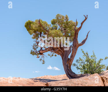 "Sentinel": ein einsamer Utah-Wacholder-Baum bewacht den West Rim Trail in Dead Horse State Park, in der Nähe von Moab, Utah. Stockfoto