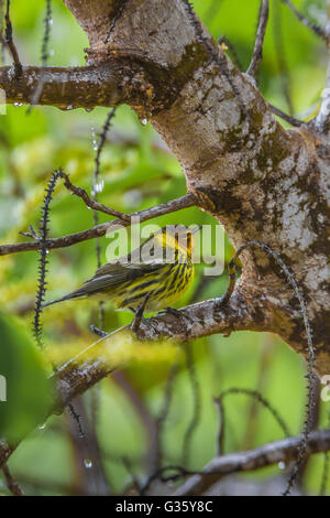 Cape kann Warbler, Setophaga Tigrina, Männchen in der Zucht Gefieder während der Migration, Dry-Tortugas-Nationalpark, Florida, USA Stockfoto