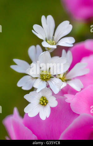 Hochzeit, Farben, Blume, weiß, rosa, romantisch, Braut, paar, Dekoration, romantisch, Stockfoto