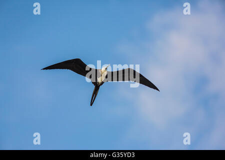 Herrliche Fregattvogels, Fregata magnificens, juvenile oben Fort Jefferson im Dry-Tortugas-Nationalpark, Florida, USA Stockfoto