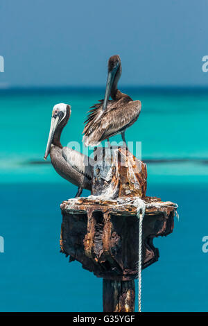 Brauner Pelikan, Pelecanus Occidentalis, Zucht, Erwachsene und Jugendliche Pflege im Dry-Tortugas-Nationalpark, Florida, USA Stockfoto