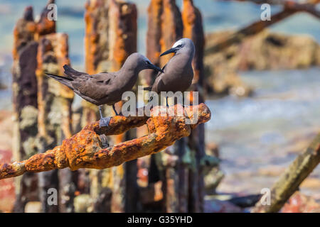 Braun Noddy, Anous Stolidus, auf den Resten der Coaling Station für Fort Jefferson im Dry-Tortugas-Nationalpark, Florida, USA Stockfoto