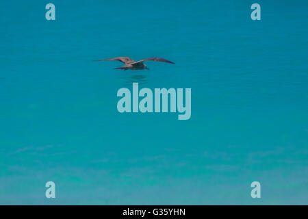 Braun Noddy, Anous Stolidus, überfliegen das Meer in der Nähe von Fort Jefferson auf Garden Key im Dry-Tortugas-Nationalpark, Florida, USA Stockfoto