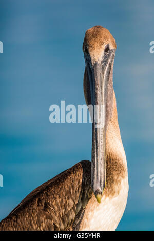 Brauner Pelikan, Pelecanus Occidentalis, Jugendkriminalität in der Nähe von Fort Jefferson auf Garden Key im Dry-Tortugas-Nationalpark, Florida, USA Stockfoto